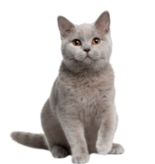 Kedi Ürünleri