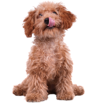 Köpek Ürünleri
