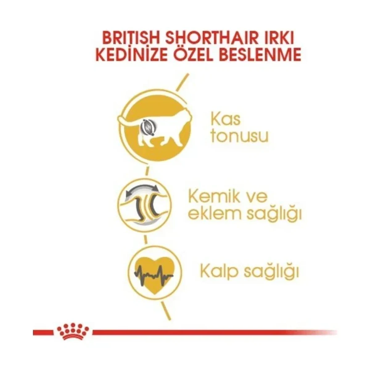 Royal Canin British Shorthair Yetişkin Kedi Maması 4 kg - Görsel 3