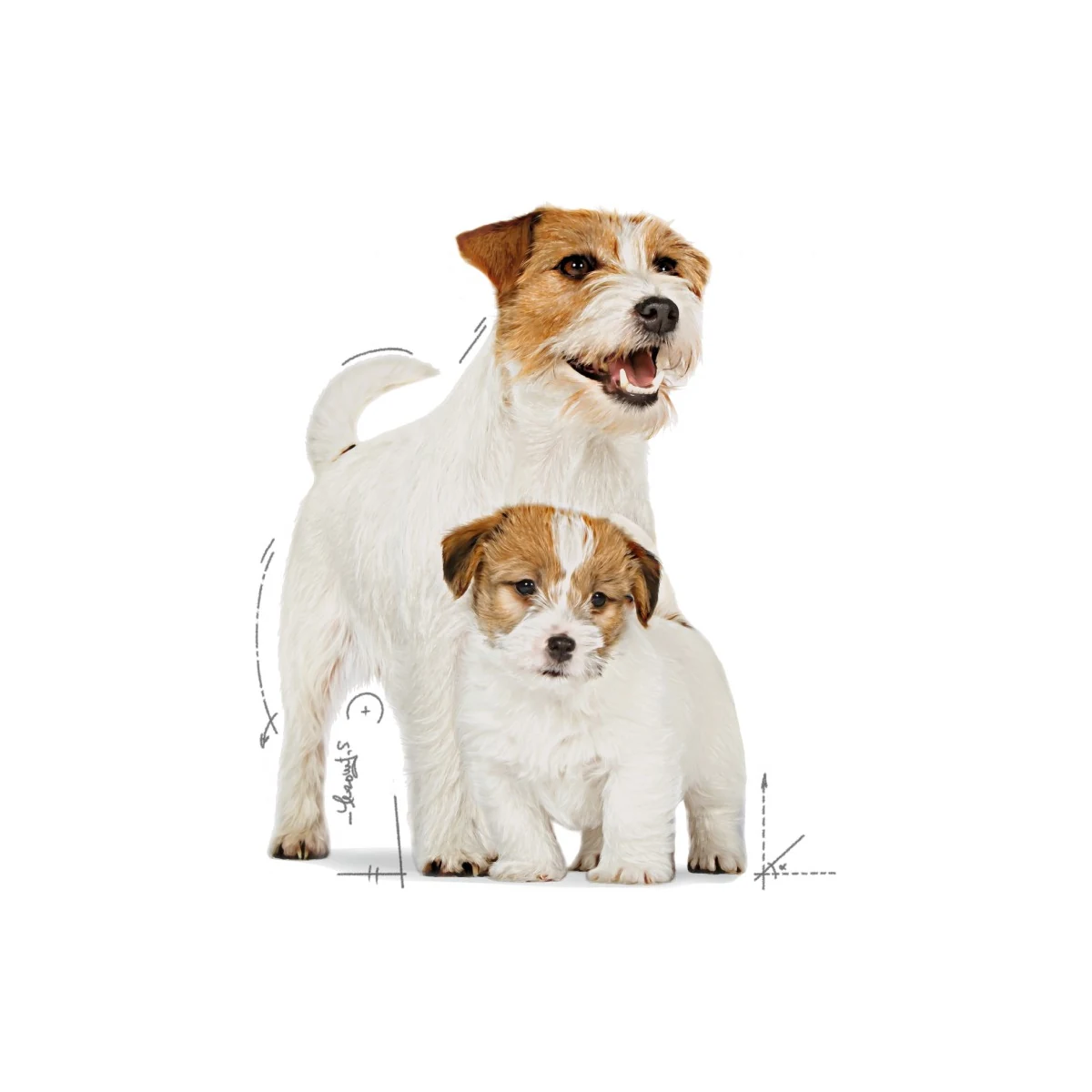 Royal Canin Starter Mother&babydog Gebe/laktasyondaki Anne Ve Yavru Köpekler Için Köpek Konservesi 195g - Görsel 3